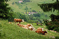 Wandern in Münstertal