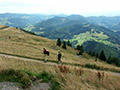 Wandern im Schwarzwald (Belchen)